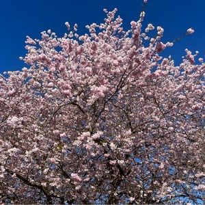 Meet your Posher, Bonnie